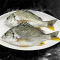 Frozen Wild-Caught Yellowfin Sea Bream